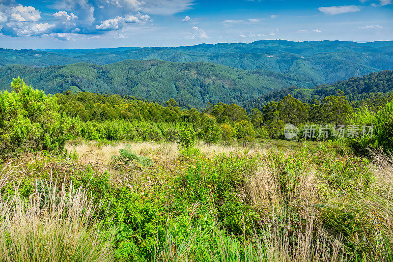 Strzelecki Ranges Tarra Bulga国家公园澳大利亚维多利亚